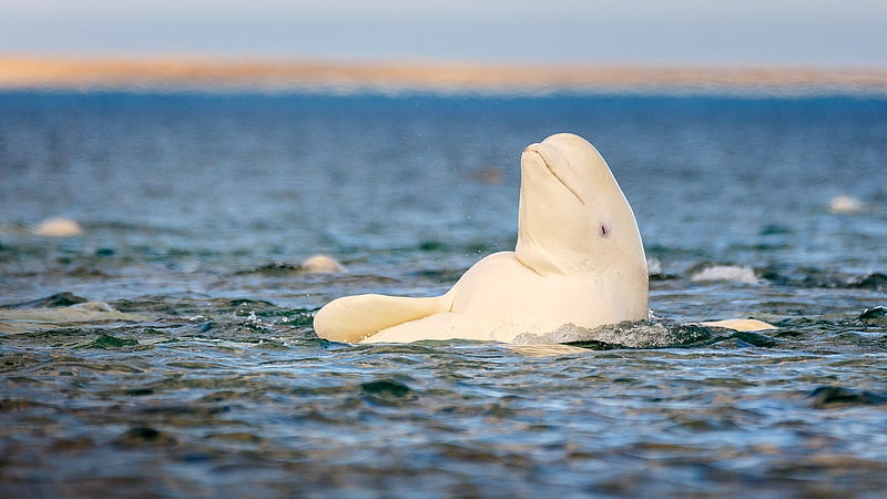 Beluga Whale Wallpaper 47 pictures