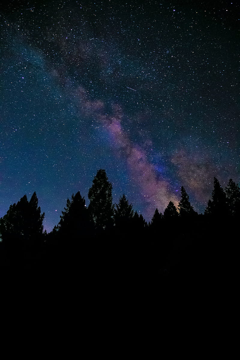 Nebula, stars, night, spruce, trees, HD phone wallpaper | Peakpx