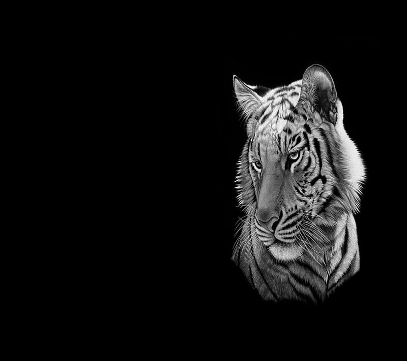 White Tiger, HD wallpaper