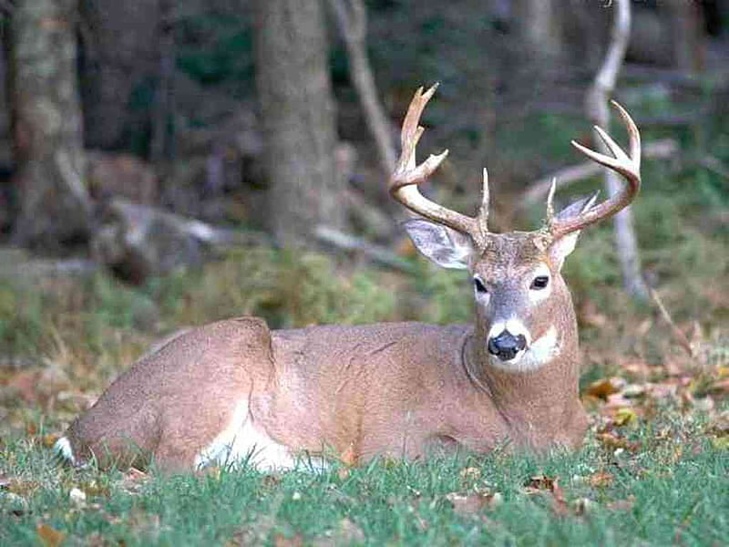 Big Buck Laying down, deer hunting, bucks, white tail deer, nature, animals, deer, HD wallpaper