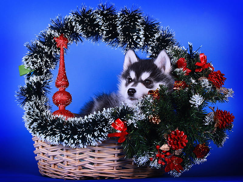 Dogs, Husky, Baby Animal, Basket, Christmas, Dog, Pine Cone, Puppy, HD wallpaper