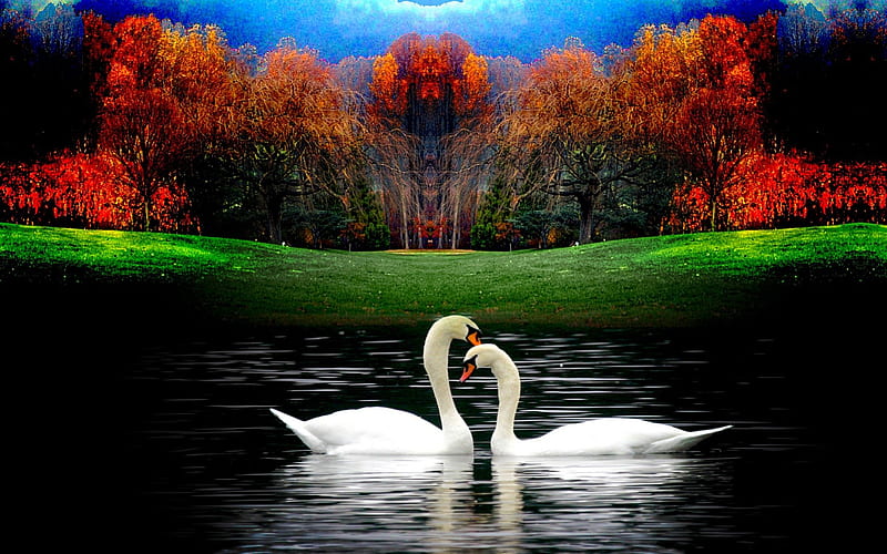 ROMANTIC BIRDS, pond, white, romantic, swans, HD wallpaper