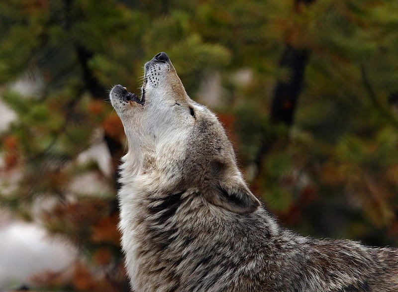 the Howling wolf, timber, gray, wild, nature, wolf, wolves, animal, HD wallpaper
