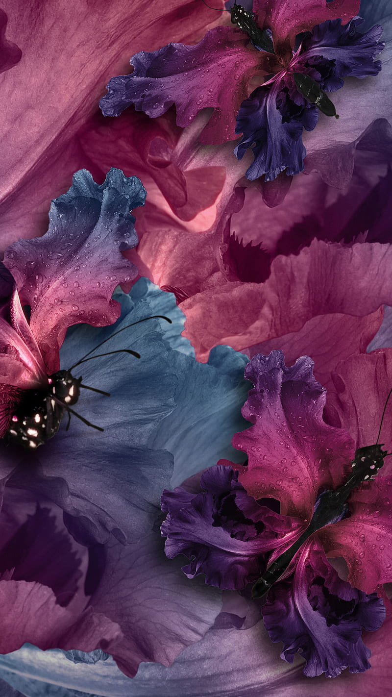 Irises butterflies , colorful, HD phone wallpaper