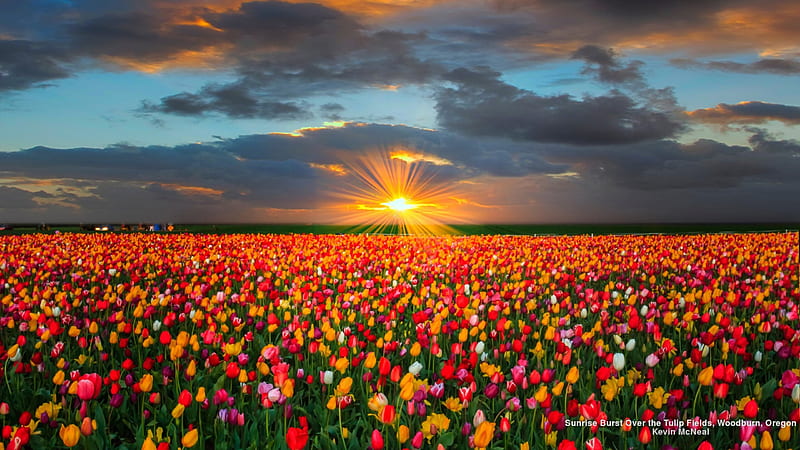 Sunrise over Tulip Field, flower fields, flowers, nature, sunrise, tulips, HD wallpaper