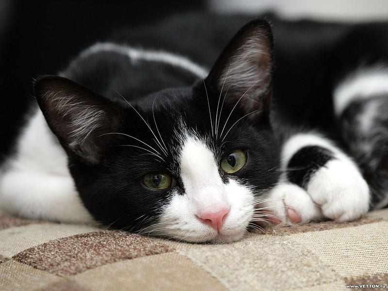 Black and white kitten, calico, feline, cat, kitten, animal, HD wallpaper