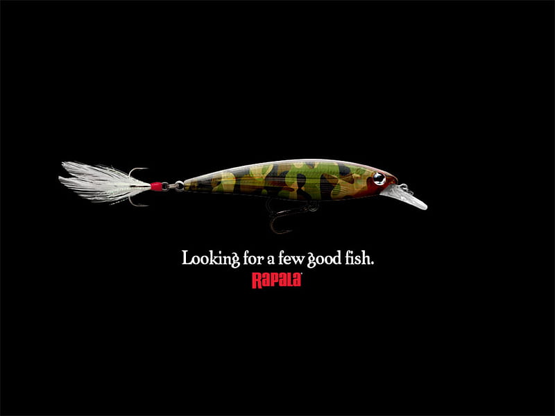 Looking for fish, bait, rapala, fishing, fisherman, lure, fishy, lures, HD wallpaper