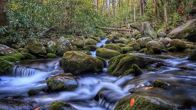 Smokey Mountains in Tennessee, trees, creek, usa, stones, forest, HD wallpaper