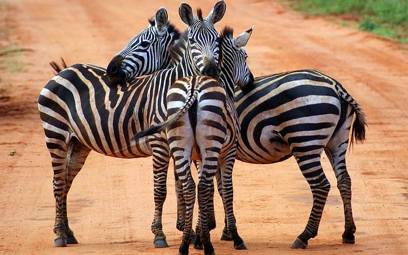 zebras -Animal graphy, HD wallpaper