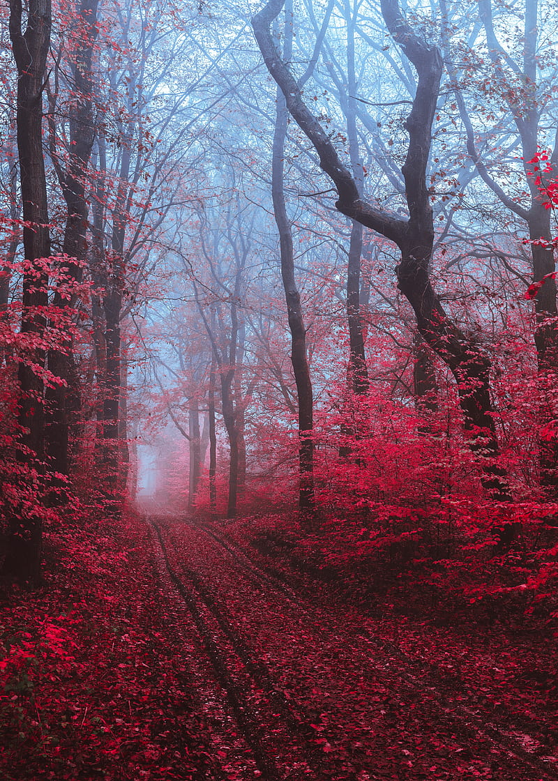 path, forest, fog, trees, red, HD phone wallpaper