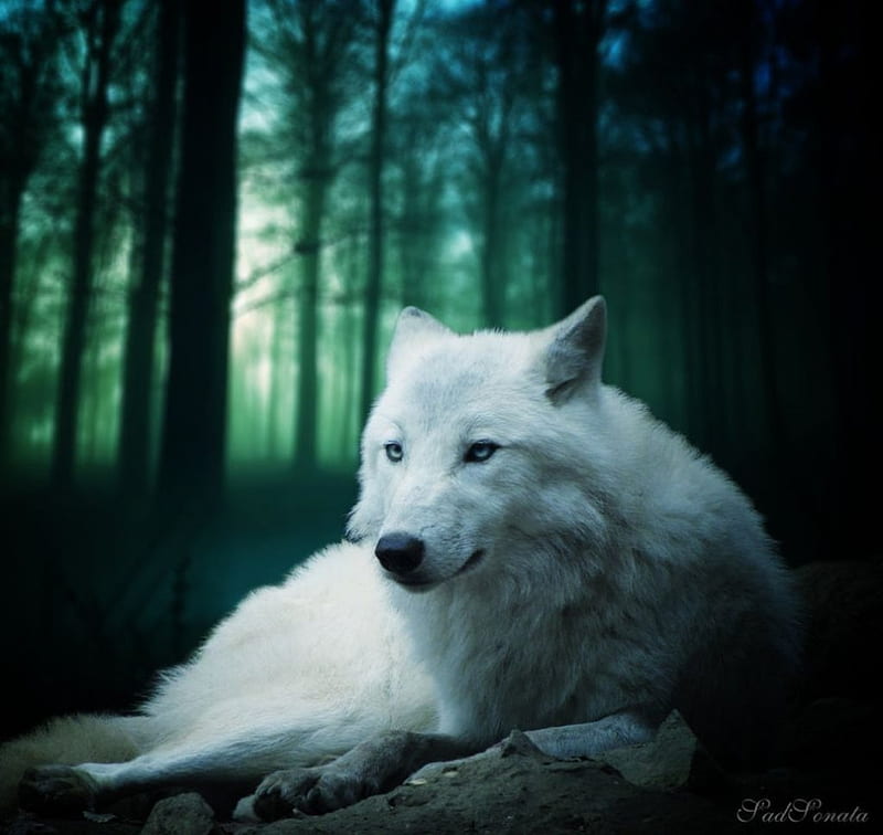 white wolf in forest