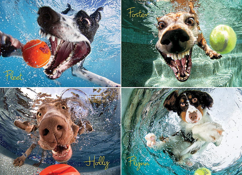 underwater, water, caine, collage, funny, blue, dog, animal, ball, HD  wallpaper | Peakpx