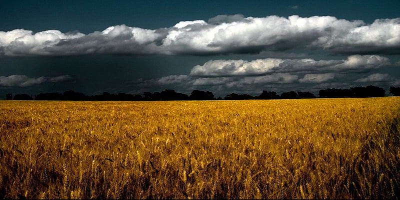 WHEAT FIELD, clouds, field, wheat, dark, HD wallpaper