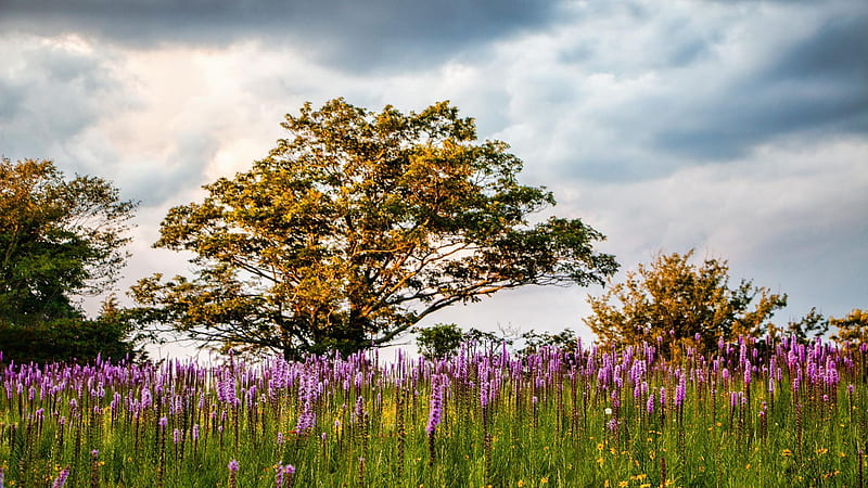 Wildflowers on the Blue Ridge Parkway in North Carolina, sky, blossoms, trees, landscape, clouds, usa, HD wallpaper