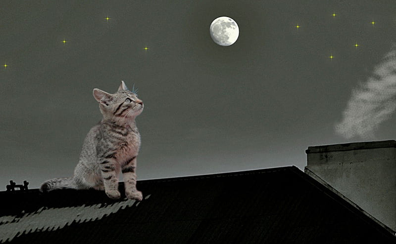 Night on the roof, roof, moon, cat, night, HD wallpaper | Peakpx