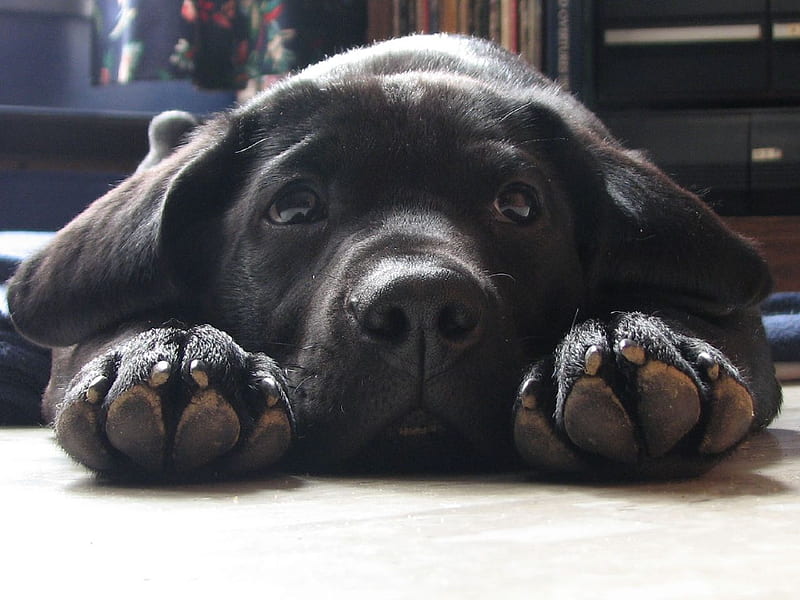 Just Taking A Break, cute, black, labrador, dog, HD wallpaper