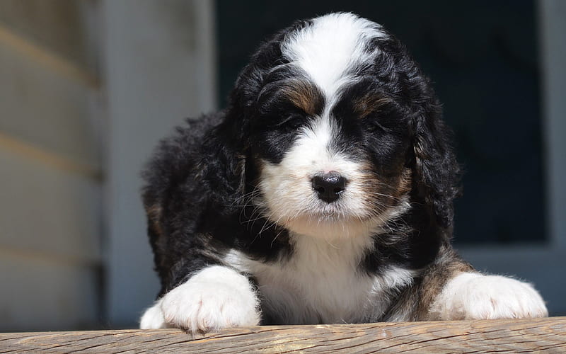 Bernedoodle puppy, muzzle, pets, dogs, cute animals, Bernedoodle Dog, HD wallpaper