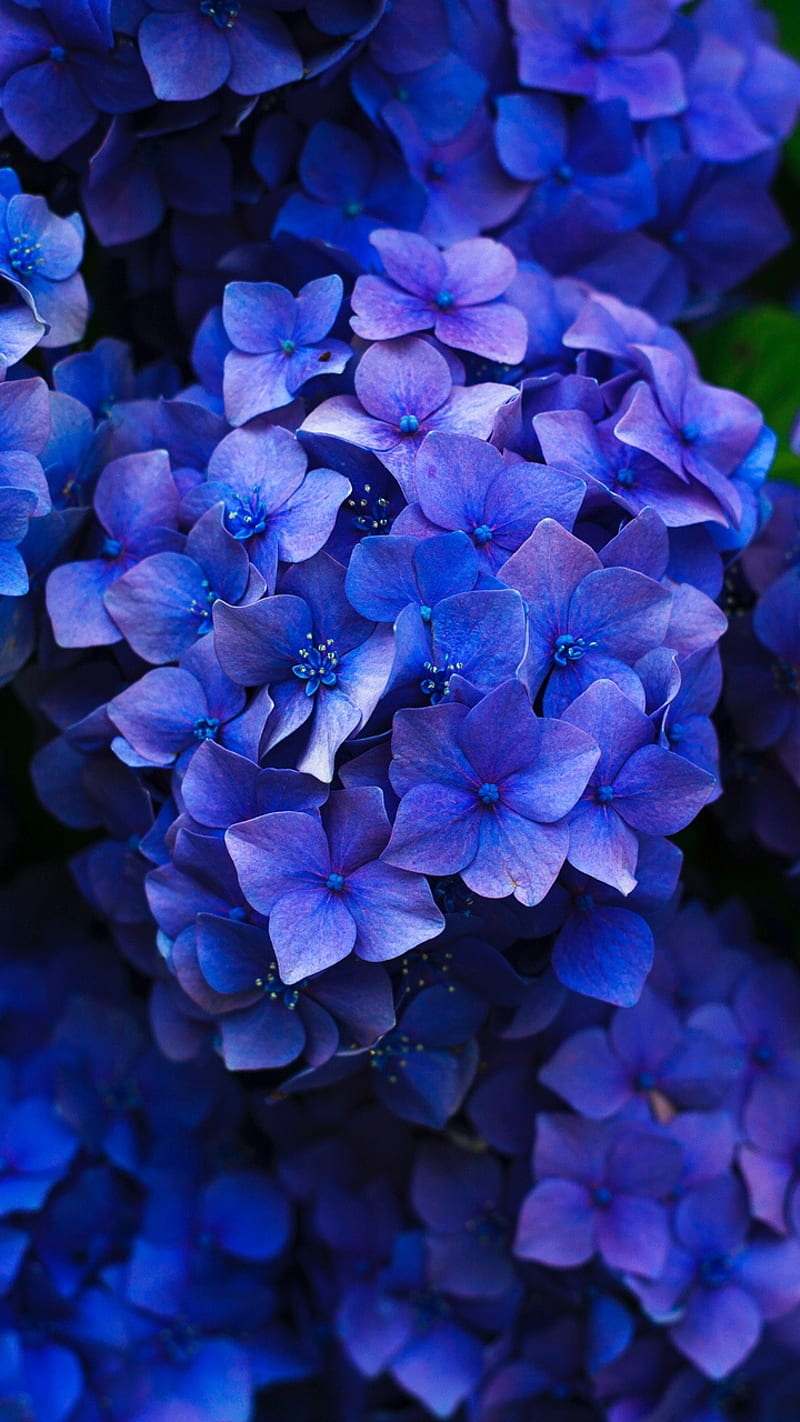 Wallpaper Mural - Colorful hydrangeas - Photo Wallpaper