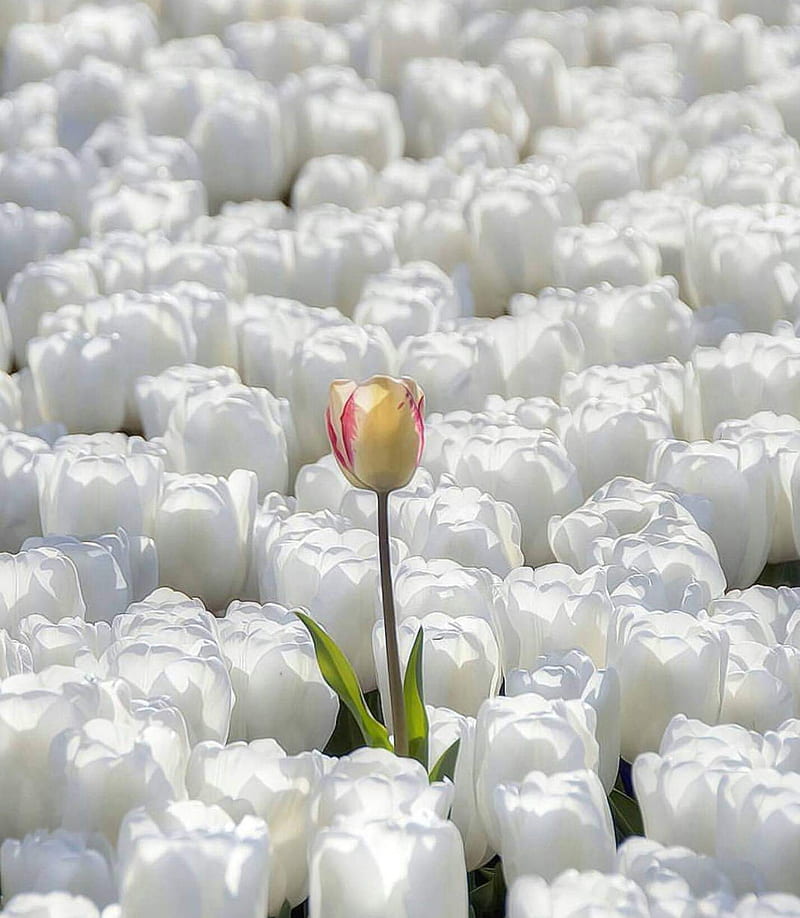 Beautiful tulips, bonito, flower, nature, one lone flower, serene, tulip, white tulips, HD phone wallpaper