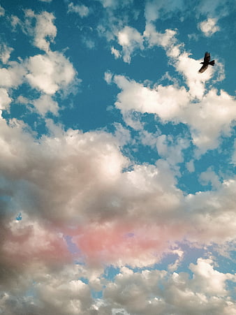 Heaven Dream, aesthetic, ave, bird, sky, nature, rainbow, sky, HD phone  wallpaper | Peakpx