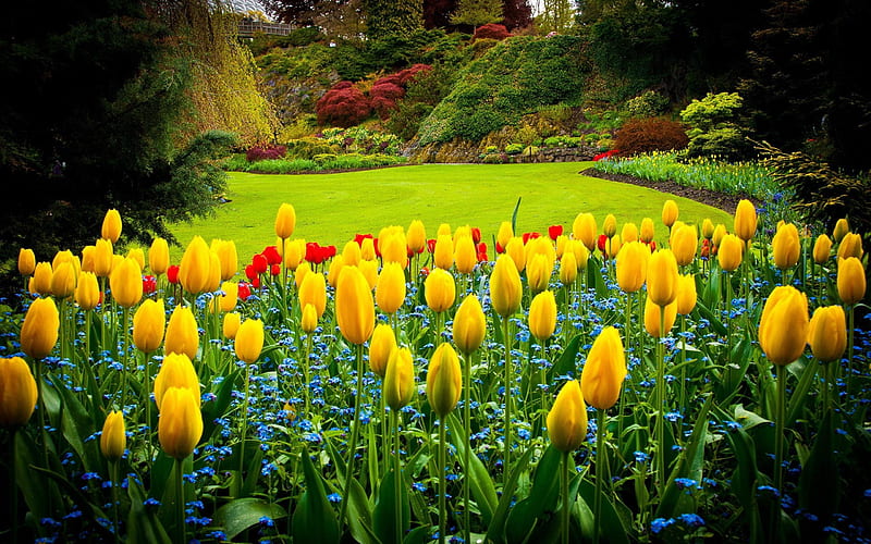Spring Garden, blossoms, lawn, tulips, plants, HD wallpaper