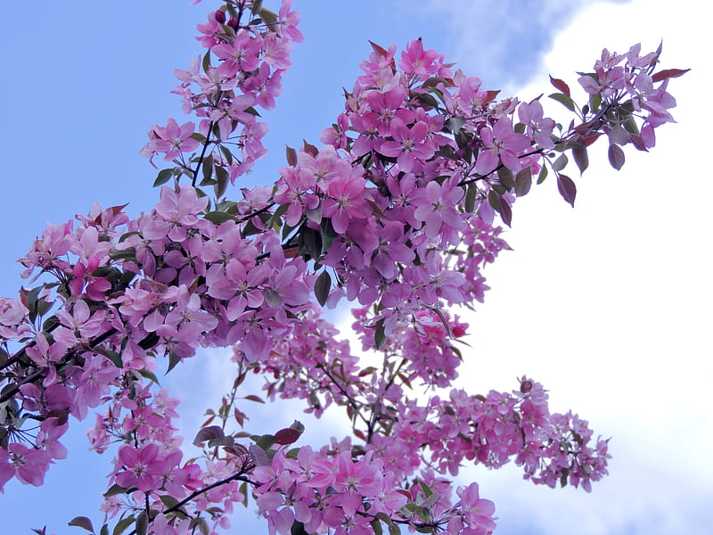 Reaching For The Sky, Sky, Spring, graphy, Flowers, Crab Apple Blossoms, Nature, HD wallpaper