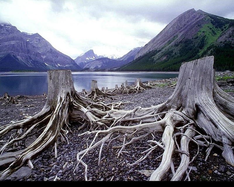 wood on the shore, trees, lake, mountains, stumps, HD wallpaper