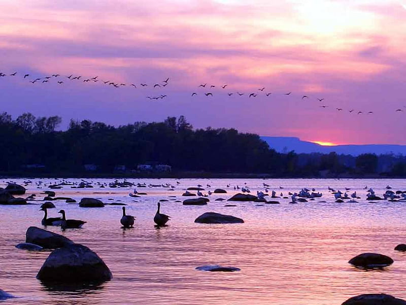 Canada Geese, rocks, sunset, trees, geese flying, lake, HD wallpaper