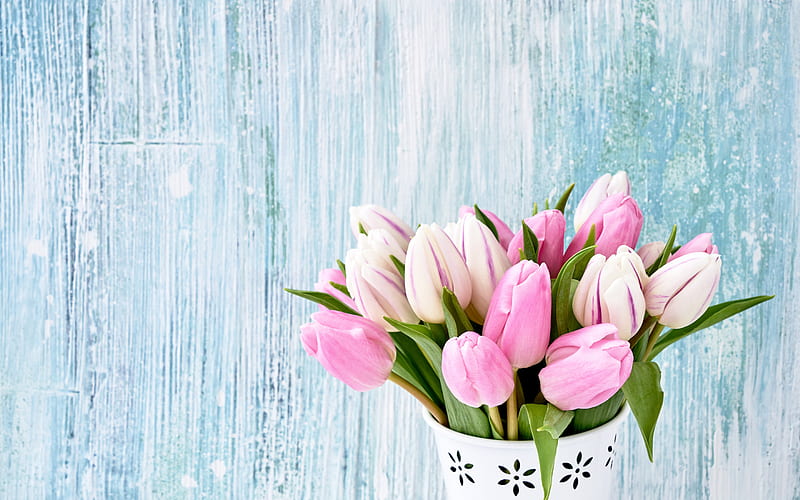 bouquet of pink tulips, blue wooden background, tulips, beautiful flowers, spring bouquet, HD wallpaper