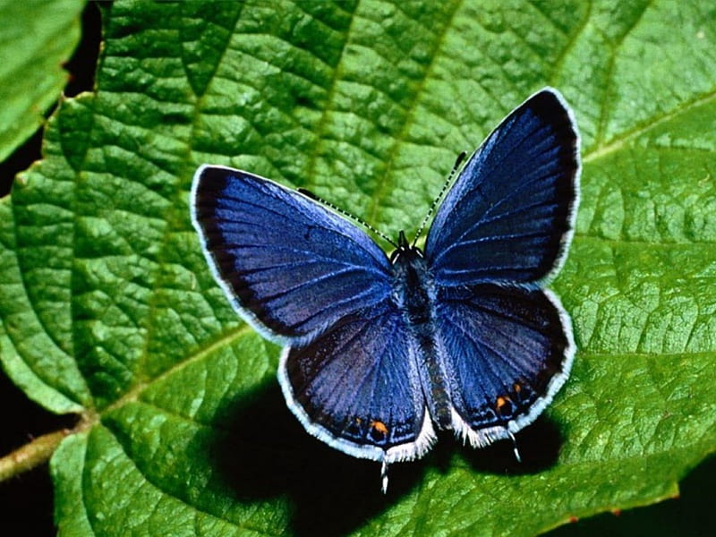 Eastern_Tailed_Blue_Butterfly, tailed, butterfly, eastern, blue, HD wallpaper