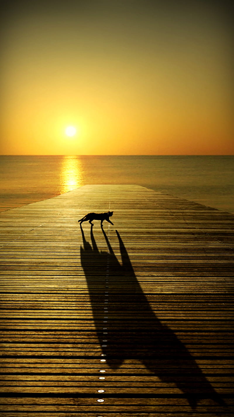 Sunset Silhouette, beach, breathtaking, cat, majestic, sea, HD phone wallpaper