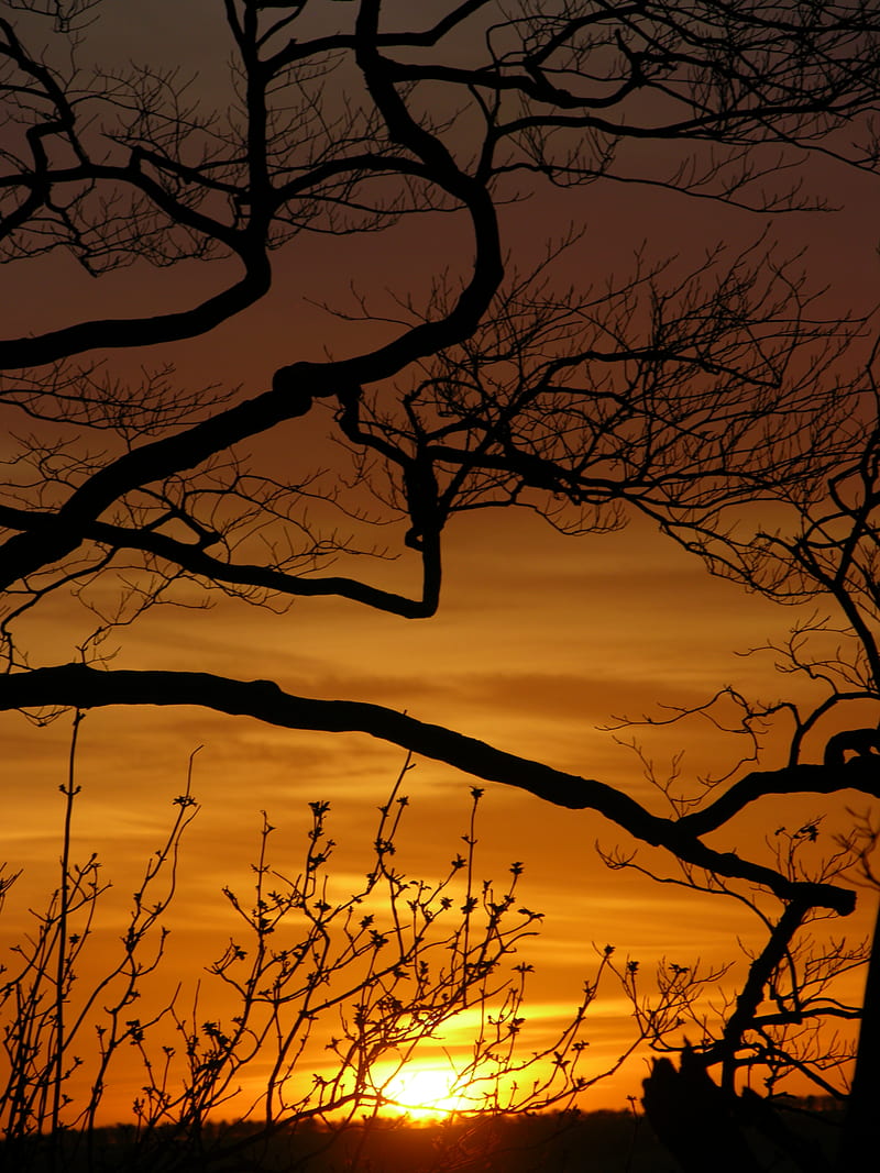 sunset, branches, silhouette, sun, HD phone wallpaper