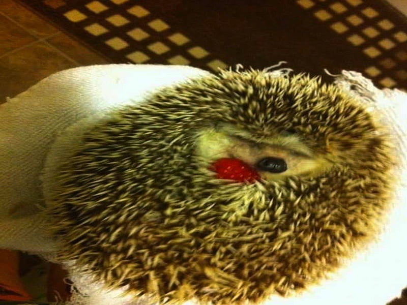 Hedgehog loves berries!, cute, hedgehog, strawberry, baby, sweet, HD wallpaper
