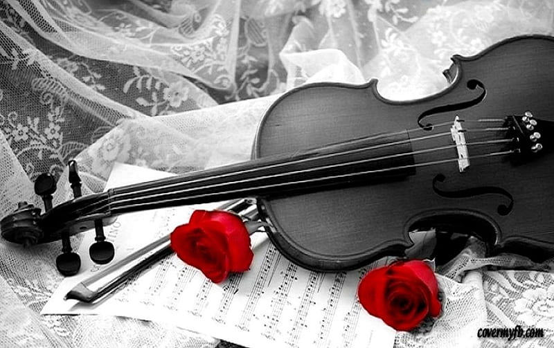 ♪ expresión de violín, nuevo, color, rosas, Fondo de pantalla | Peakpx