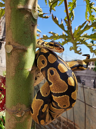 Ball Python Python Background Images HD Pictures and Wallpaper For Free  Download  Pngtree
