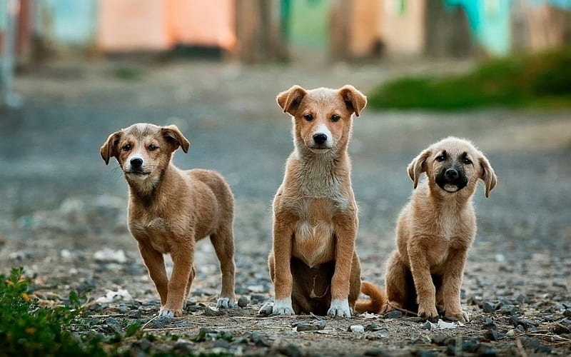 Whats going on ???, lovable, three, Dogs, looking, street, HD wallpaper