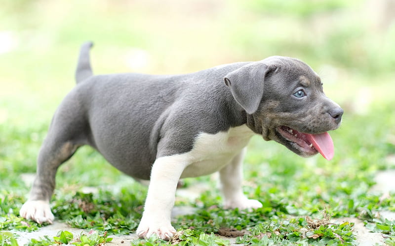 Weimaraner puppy, small gray dog, blue eyes, cute little animals, gray puppy, HD wallpaper