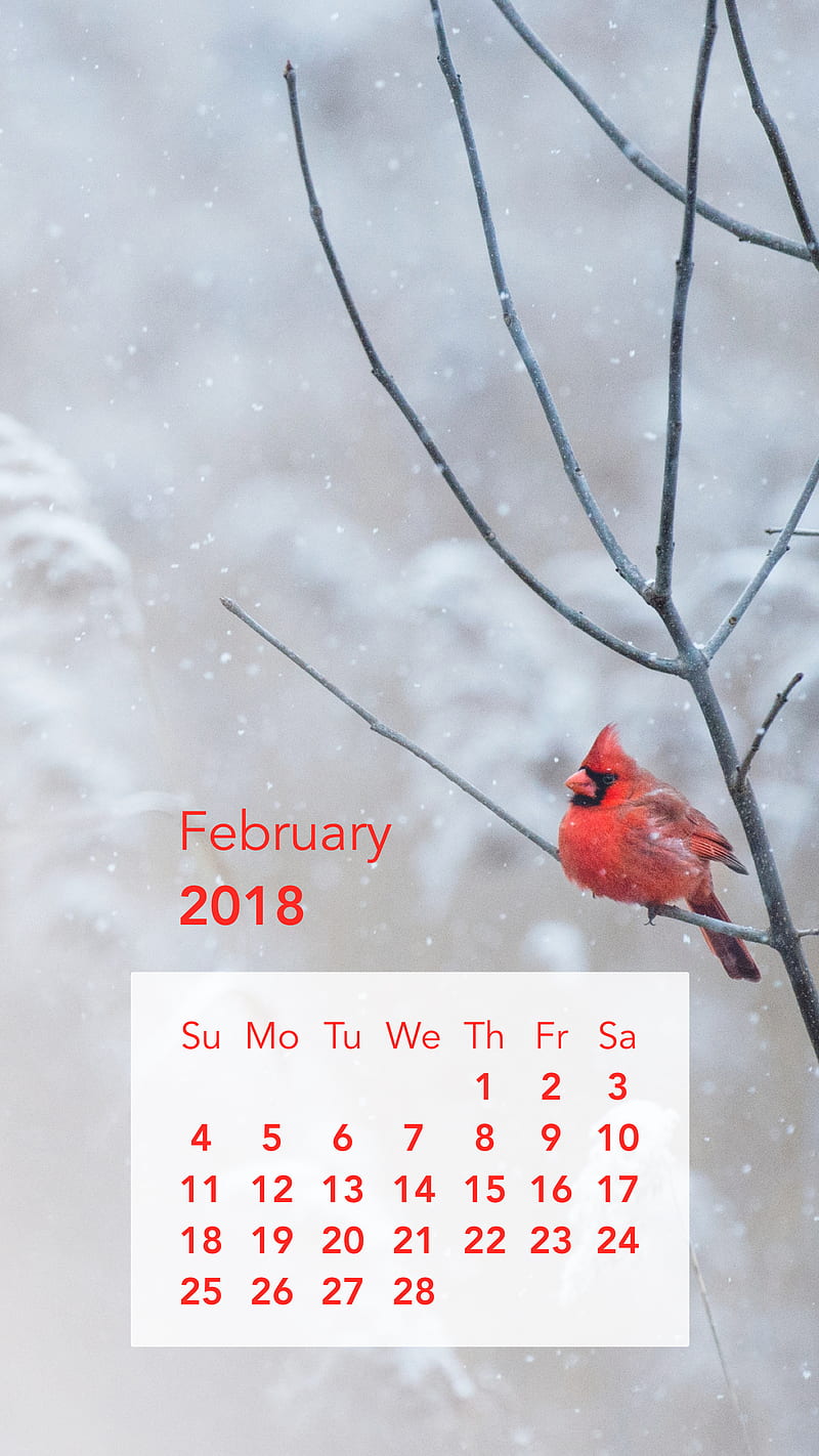 Birdy February, bird, birds, calendar, cardinal, cardinals, robin, winter, HD phone wallpaper