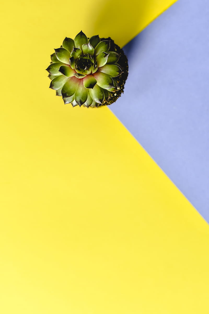 Green Flower on Yellow Textile, HD phone wallpaper