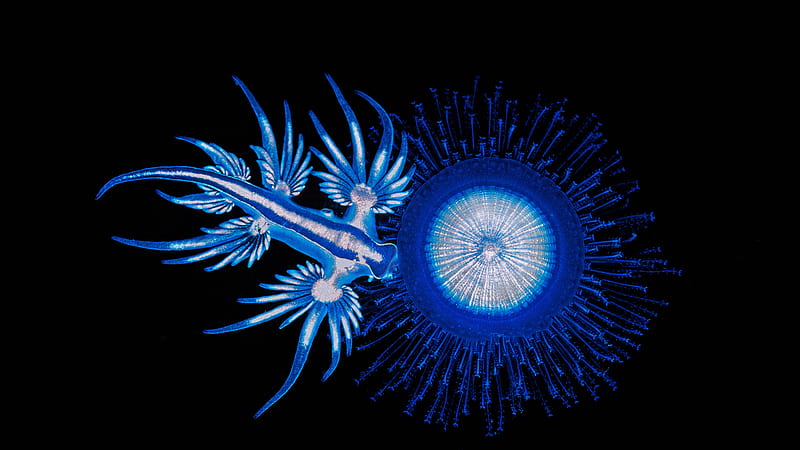 Animal, Sea Slug, Nudibranch , Sea Life, HD wallpaper