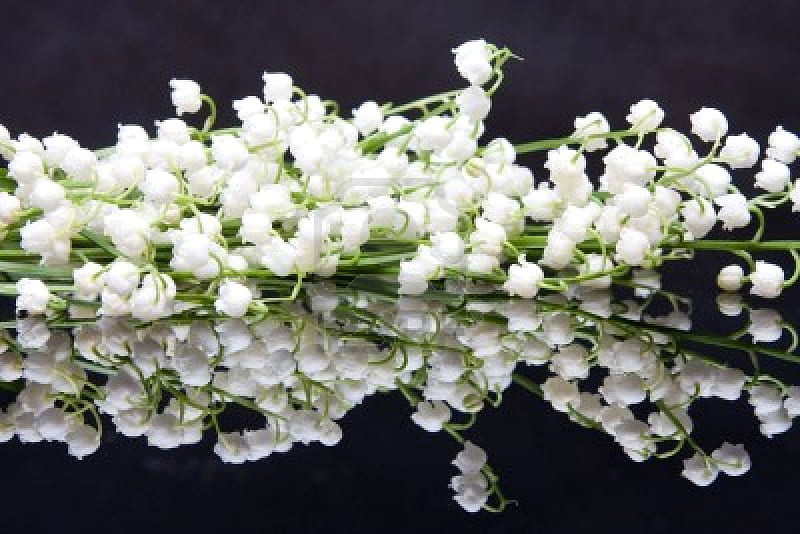 Do you smell them ?, lily of the valley, flowers, white, smell, HD wallpaper