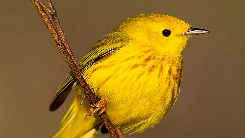 Closeup View Of Yellow Warbler Bird Yellow, HD wallpaper