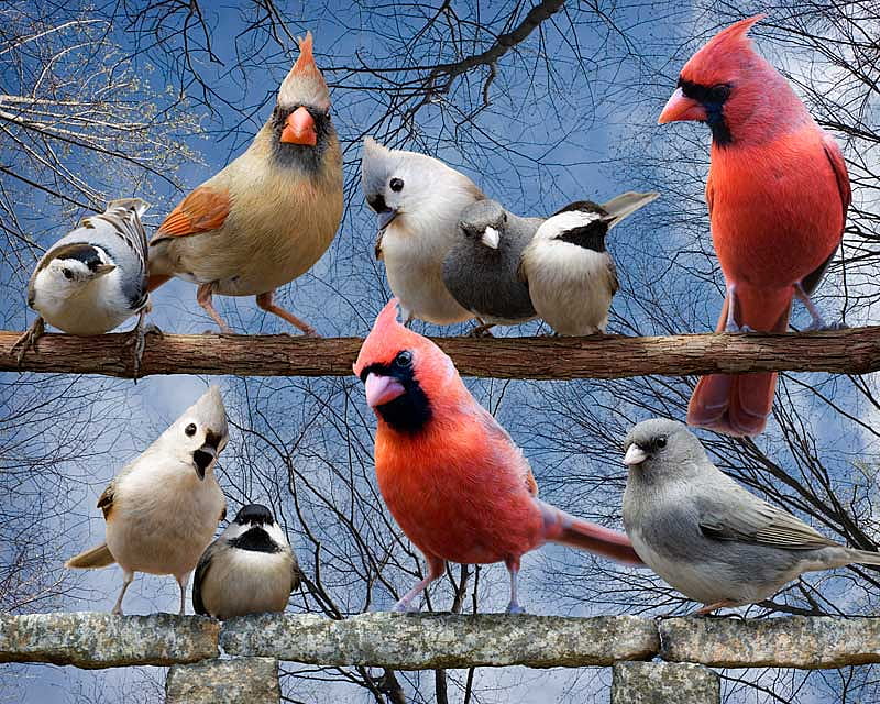 The Birds, shapes, sizes, birds, colours, watching, beaks, HD wallpaper