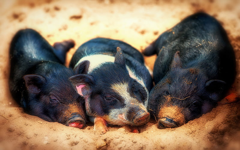 Vietnamese piglets, Vietnamese Piggyback Pig, black piglets, small pigs, sleeping pigs, farm, pigs, funny animals, piglets, domestic animals, pets, Sus scrofa domesticus, HD wallpaper