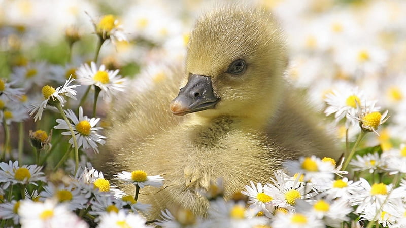 Spring Duckling, fowl, fresh, spring, baby, daisies, Easter, duck, flowers, duckling, light, HD wallpaper