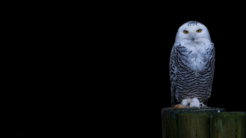 *** Snowy owl ***, sniezna, zwierzeta, sowa, ptaki, HD wallpaper