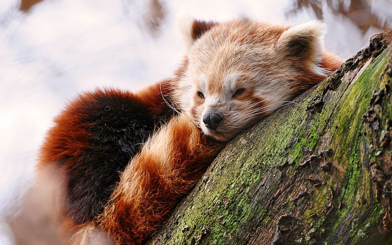red panda, wildlife, log, sleeping, HD wallpaper