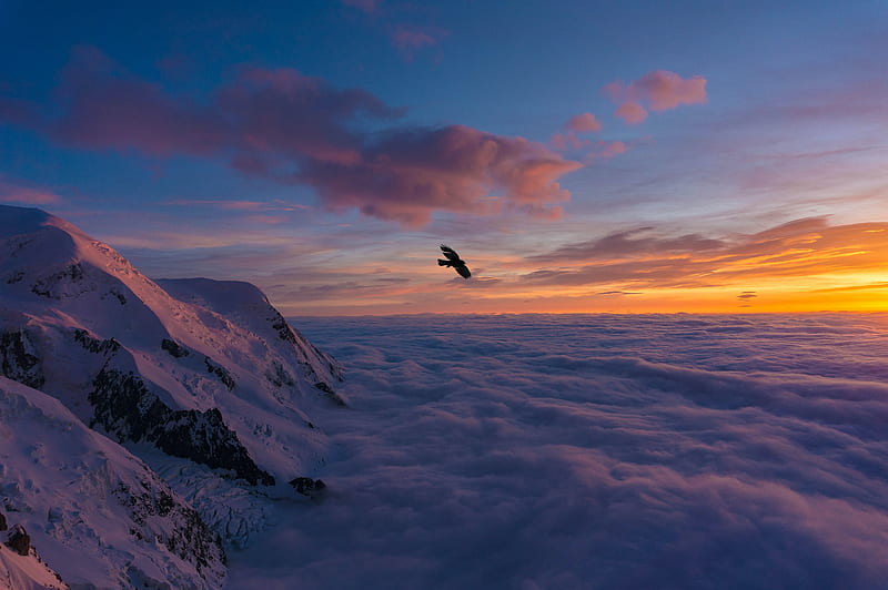 bird, wings, clouds, flight, sunset, HD wallpaper