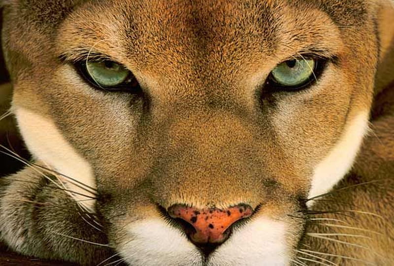 Beautiful Cougar, close up, cougar, face, animals, animal, HD wallpaper
