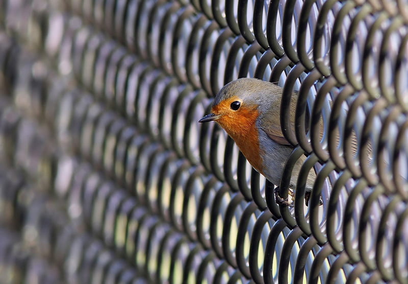 Robin, fence, metallic, bird, orange, pasare, HD wallpaper